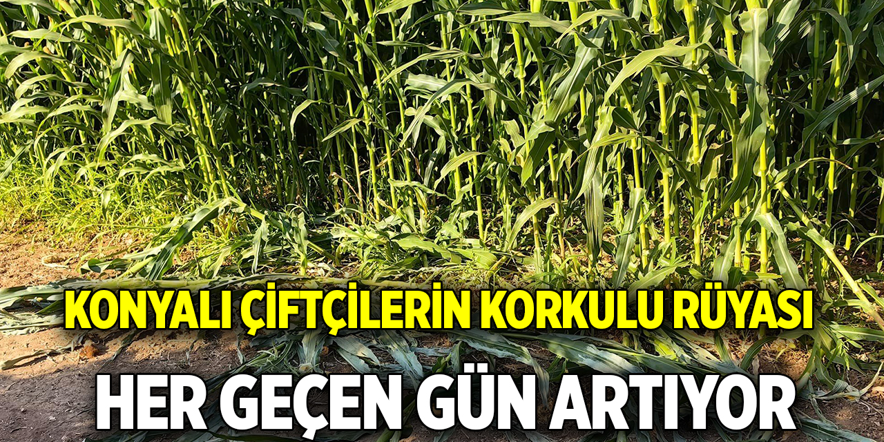 Konyalı çiftçilerin korkulu rüyası  Her geçen gün artıyor