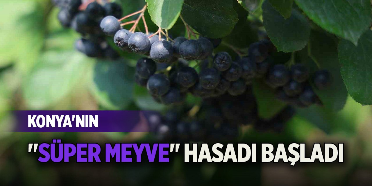 Konya'nın "süper meyve" hasadı başladı