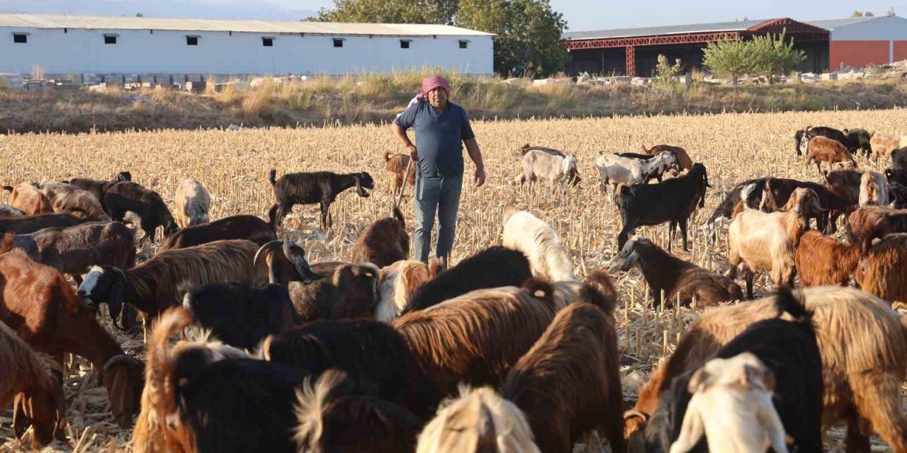 Yüksek maaş talebi çoban bulmayı zorluyor