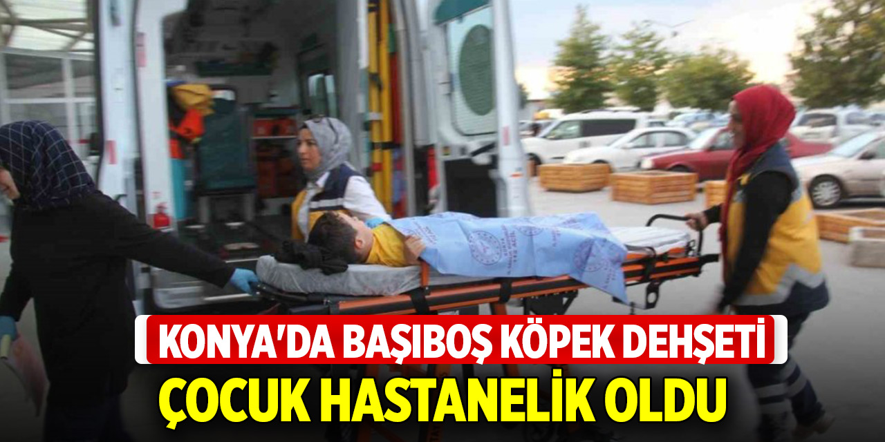 Konya'da başıboş köpek dehşeti: Çocuk hastanelik oldu