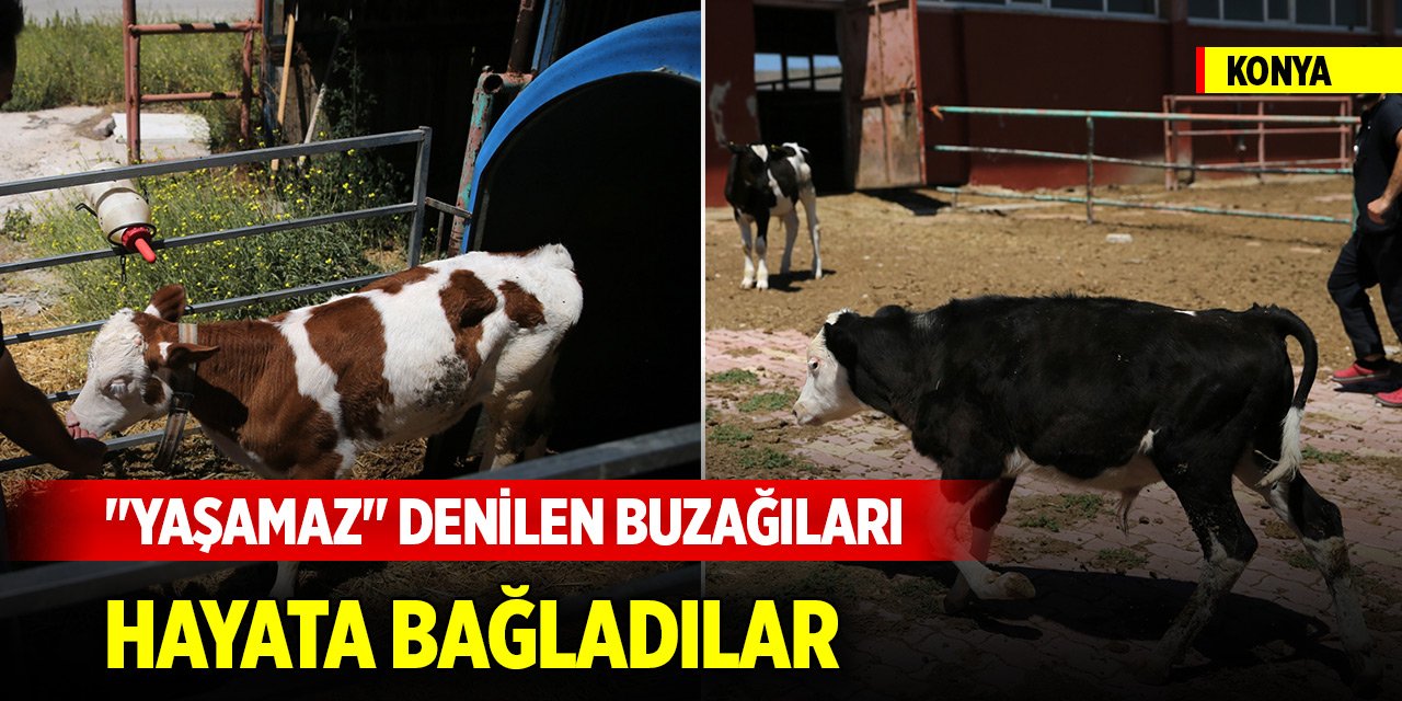 Konya'daki hayvan hastanesinde "yaşamaz" denilen buzağıları hayata bağladılar