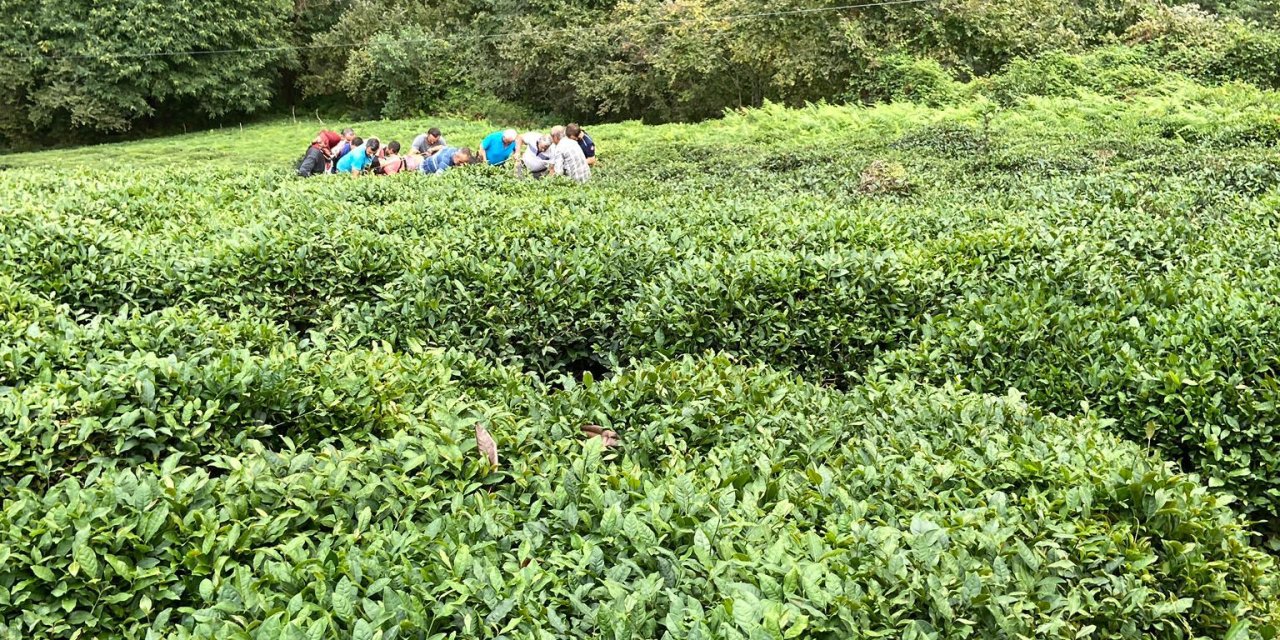 Çay toplarken uçuruma yuvarlanan kadın yaralandı