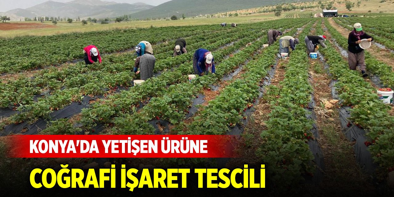 Konya'da yetişen ürüne Avrupa Birliği'nden coğrafi işaret tescili