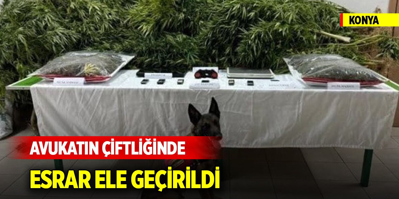 Konya Barosu'na kayıtlı avukatın çiftliğinde esrar ele geçirildi