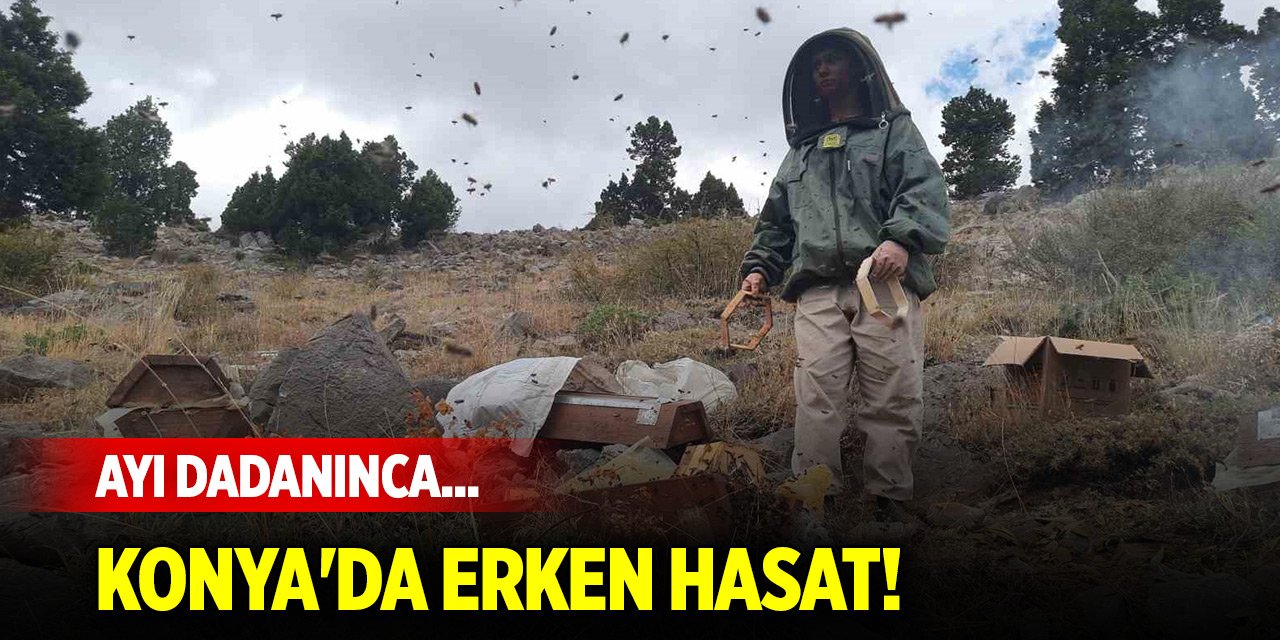 Ayı dadanınca... Konya'da erken hasat!