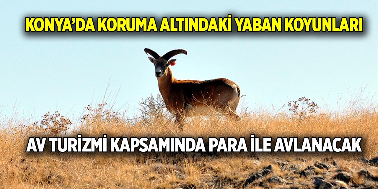 Konya’da koruma altındaki yaban koyunları  Av turizmi kapsamında para ile avlanacak