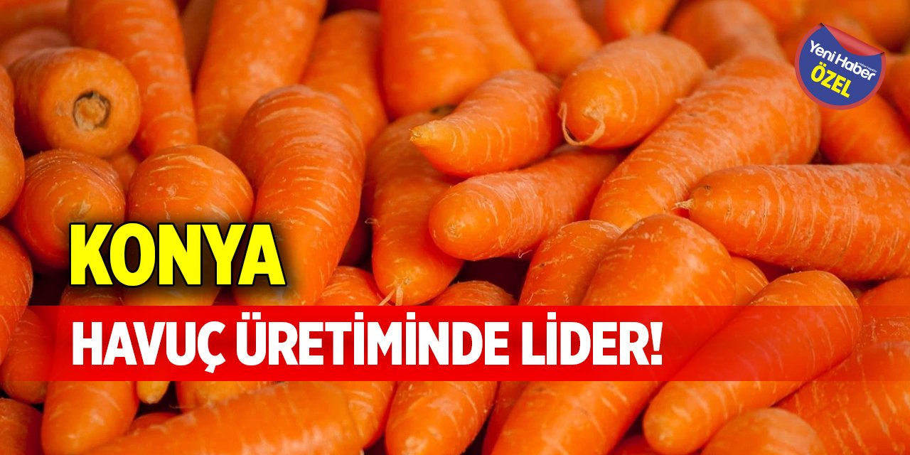 Konya havuç üretiminde lider!