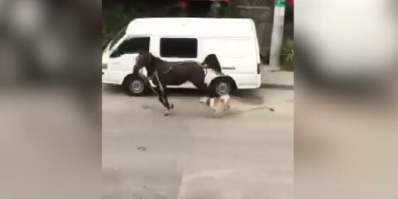 Bursa'da pitbull cinsi köpeğin saldırdığı at yaralandı