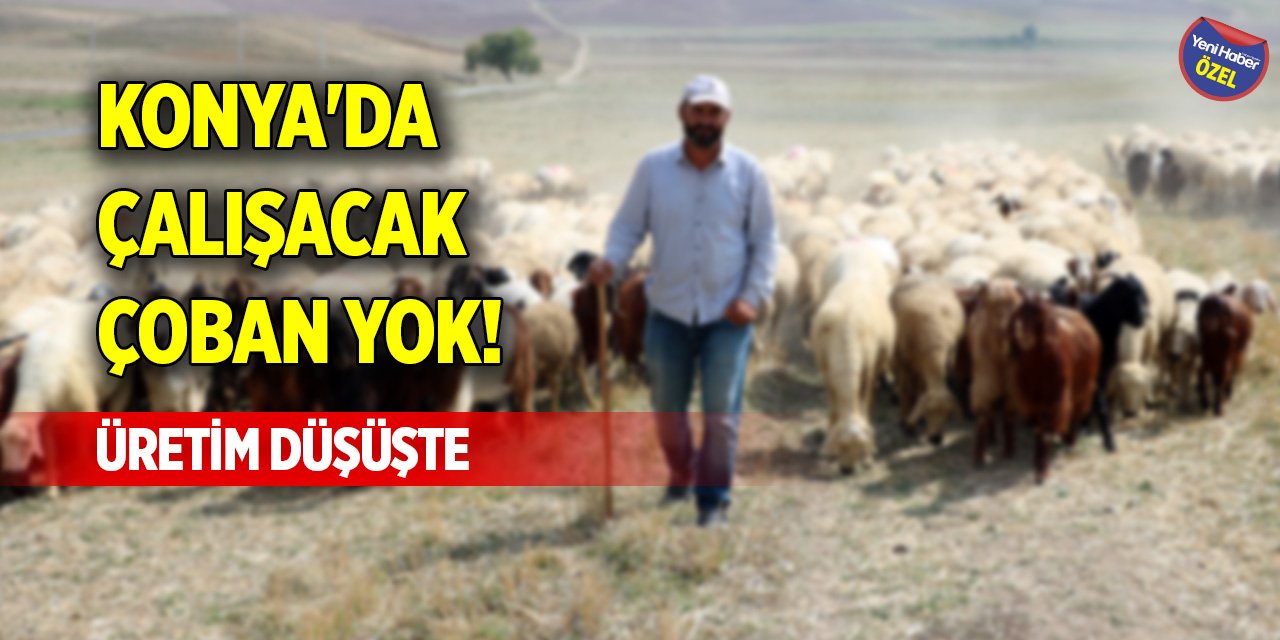 Konya'da çalışacak çoban yok! Üretim düşüşte