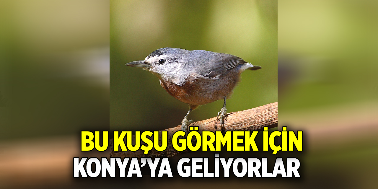 Bu kuşu görmeye Konya’ya geliyorlar