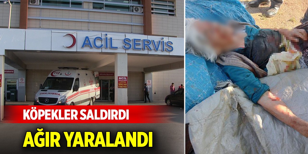 Sahipsiz köpeğin saldırdığı kadın ağır yaralandı