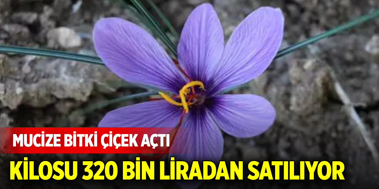 Mucize bitki çiçek açtı: Kilosu 320 bin liradan satılıyor