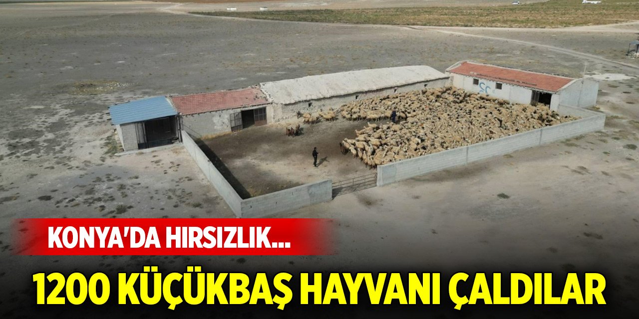 Konya'da hırsızlık... 1200 küçükbaş hayvanı çaldılar