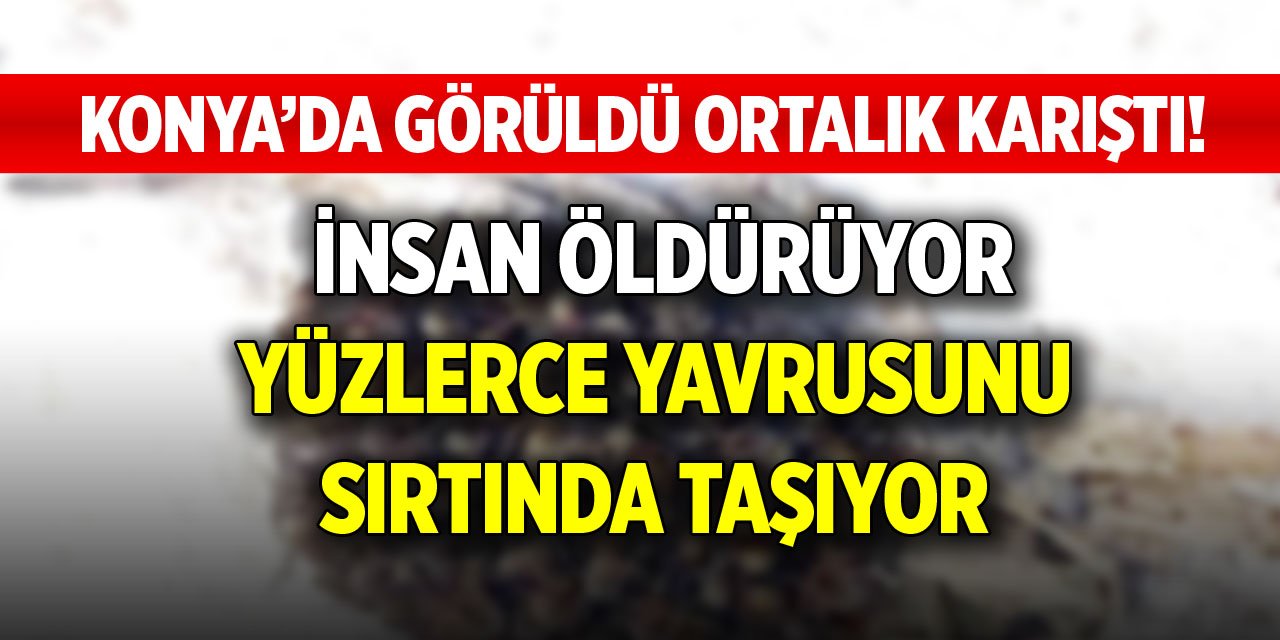 Konya’da görüldü, ortalık karıştı! İnsan öldürüyor, yüzlerce yavrusunu sırtında taşıyor