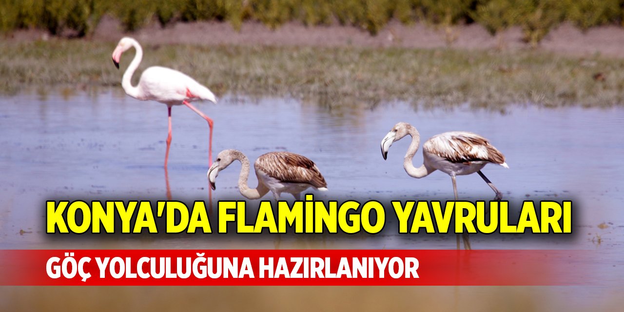 Konya'da flamingo yavruları göç yolculuğuna hazırlanıyor