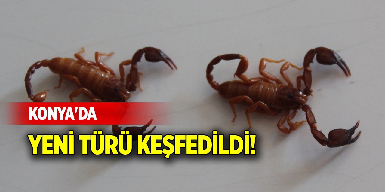 Konya'da yeni türü keşfedildi!