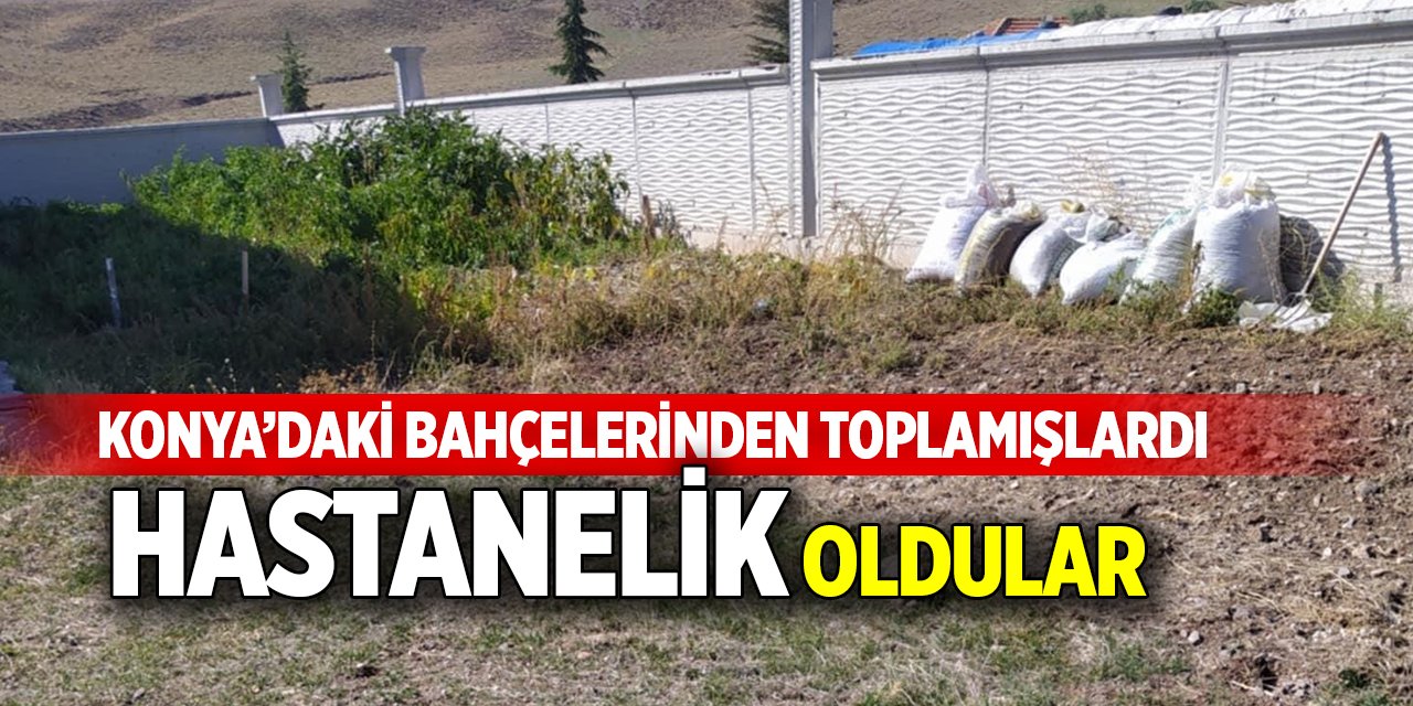 Konya’daki bahçelerinden toplamışlardı, hastanelik oldular