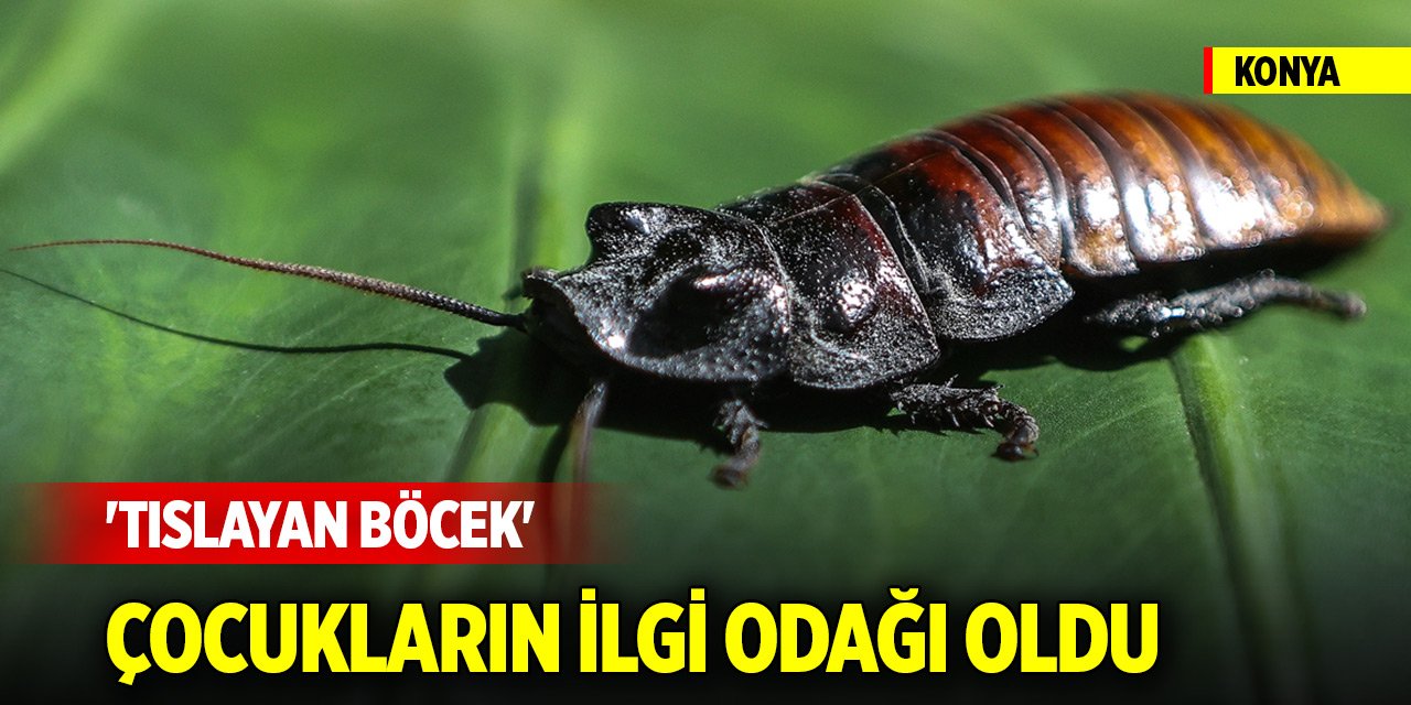 Konya'daki 'tıslayan böcek' çocukların ilgi odağı oldu