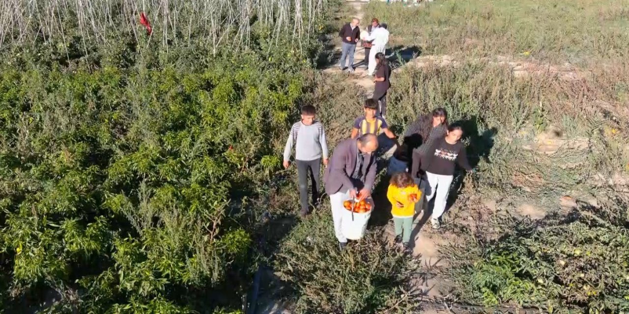 Markette sebzeleri pahalı bulan vatandaşlar soluğu tarlalarda aldı