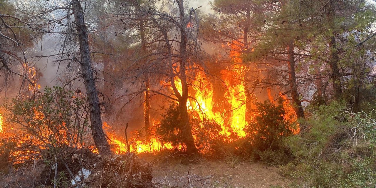 Çanakkale’de orman yangını