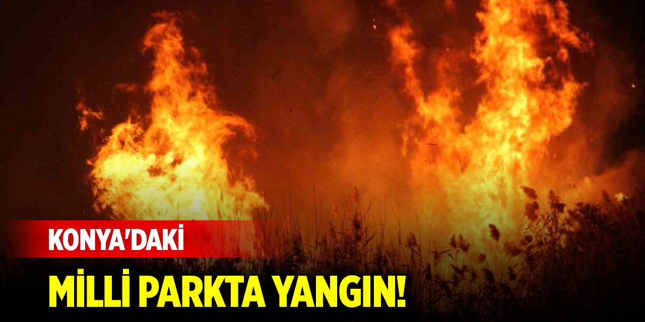 Son Dakika! Konya'daki milli parkta yangın!