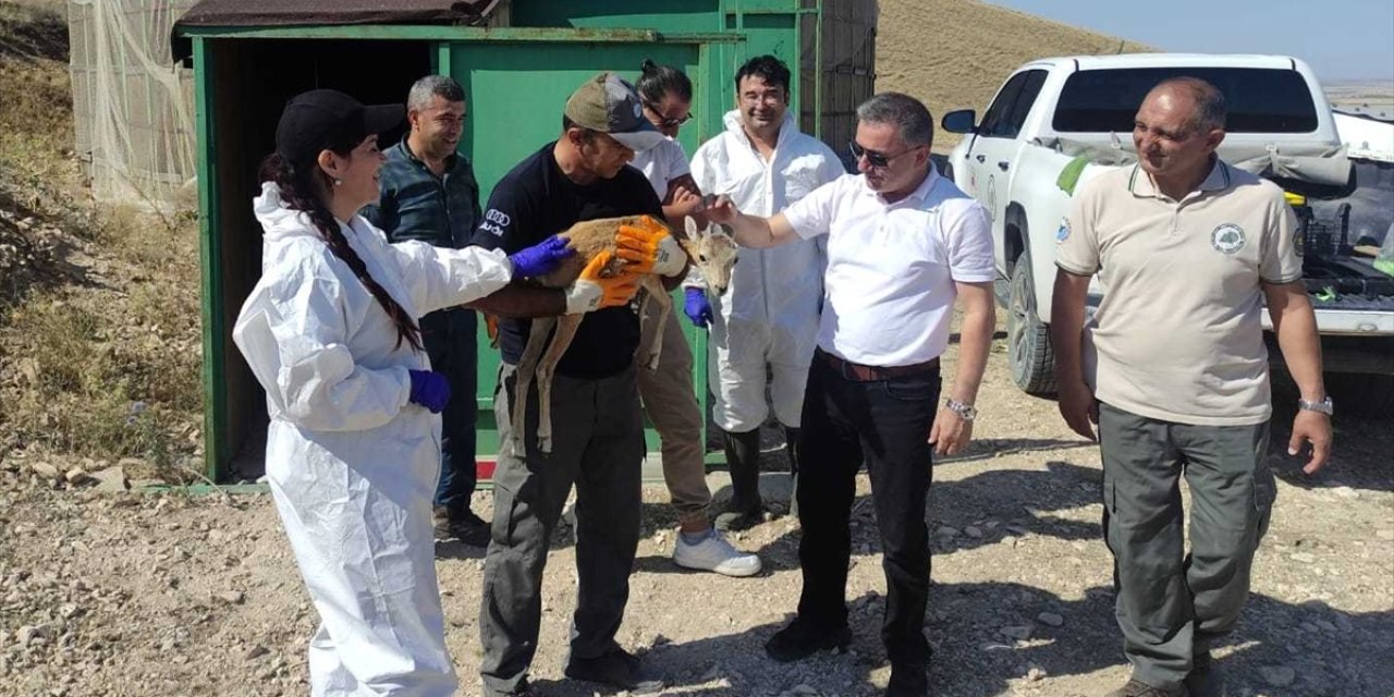 Konya'da Anadolu yaban koyunları aşılandı