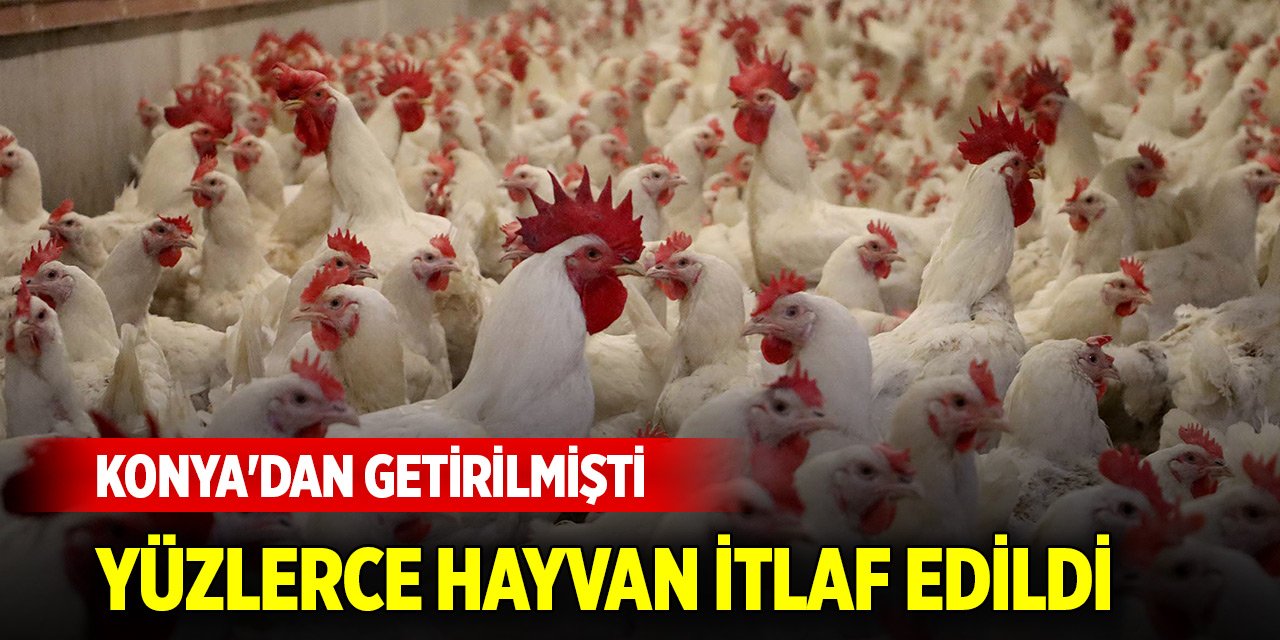 Konya'dan giden kanatlılarda kuş gribi tespit edildi! Yüzlerce hayvan itlaf edildi