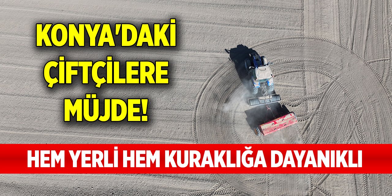 Konya'daki çiftçilere müjde! Hem yerli hem kuraklığa dayanıklı