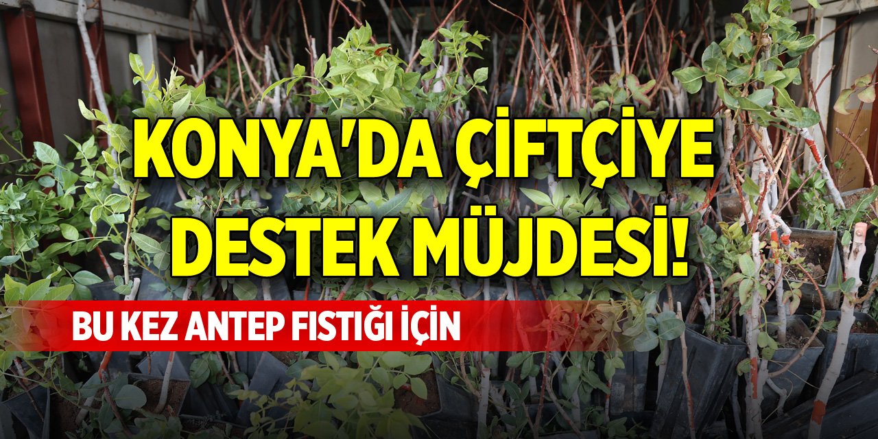 Konya'da çiftçiye destek müjdesi! Bu kez Antep fıstığı için