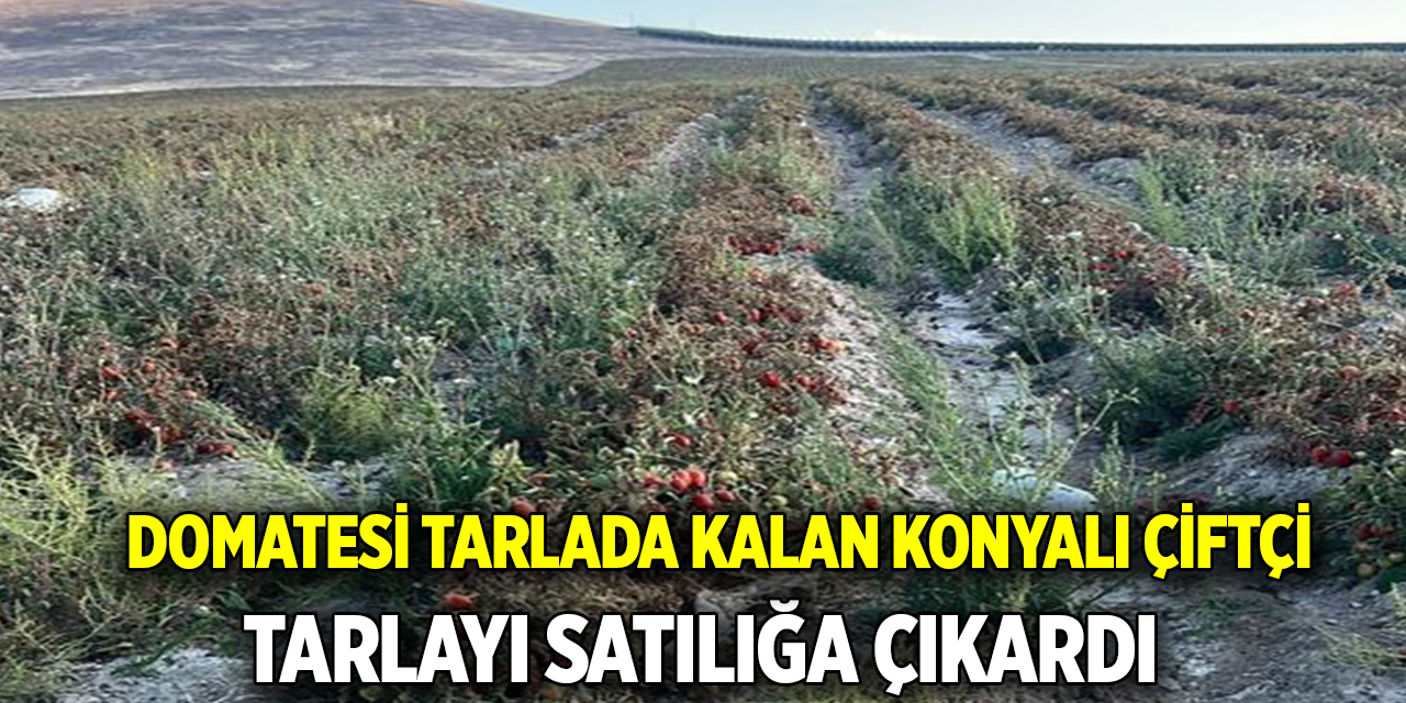 Domatesi tarlada kalan çiftçi  Tarlayı satılığa çıkardı