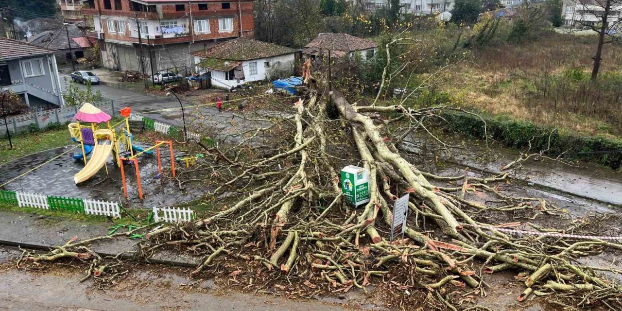 Olumsuz hava şartları etkili oldu! 650 yıllık anıt ağaç yıkıldı