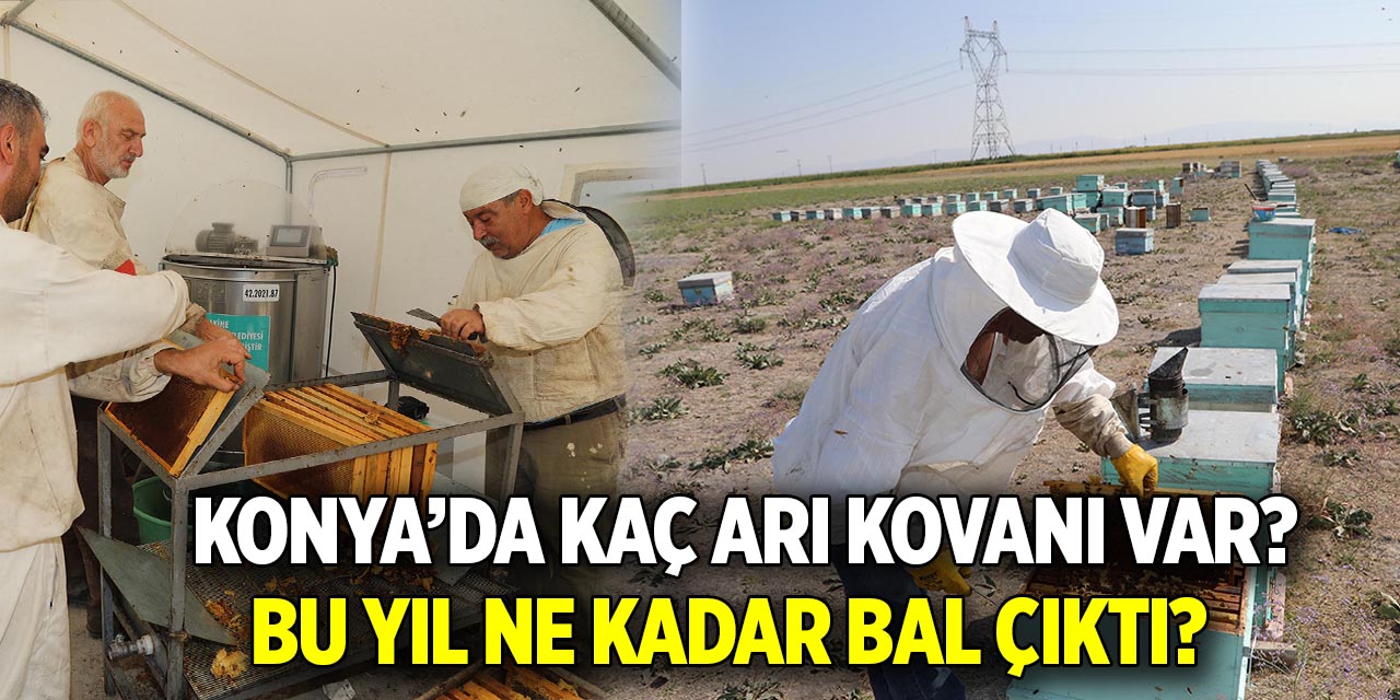 Konya’da arı kovanı sayısı da bu yıl üretilen bal da şaşırttı!