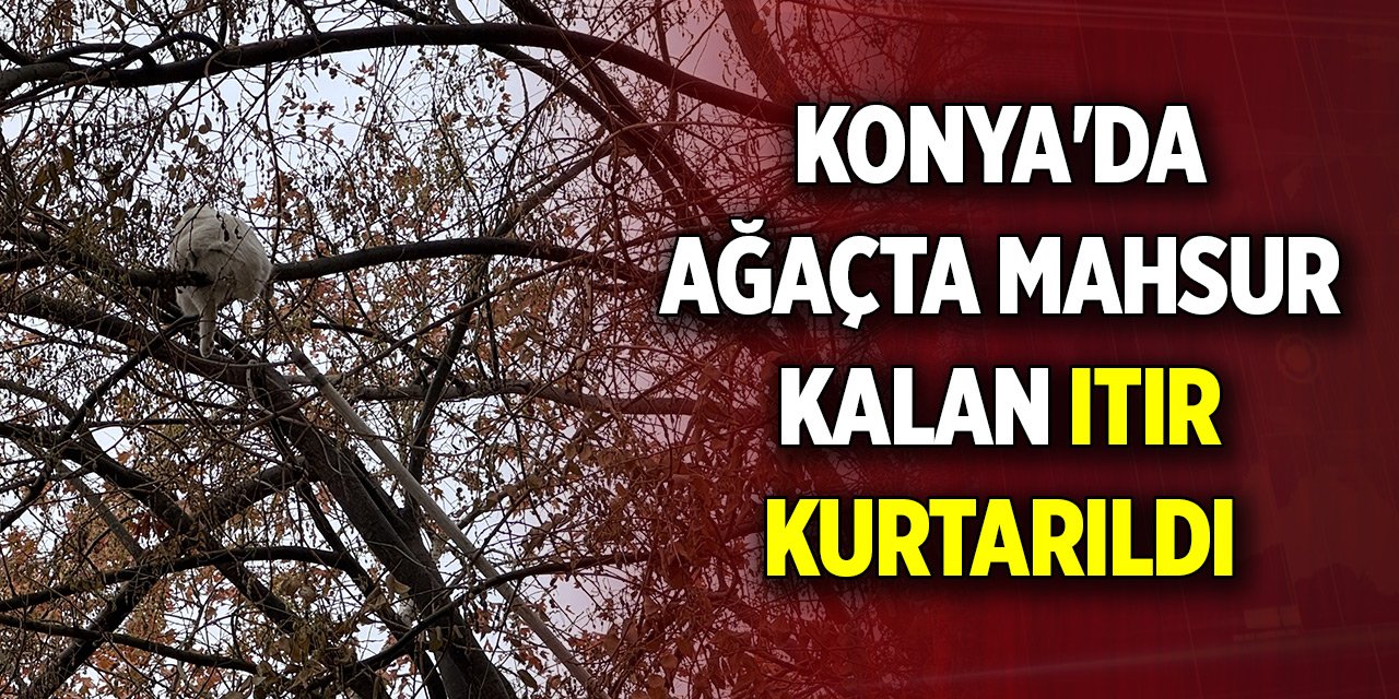 Konya'da ağaçta mahsur kalan Itır için seferler oldular