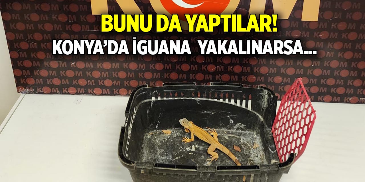 Konya’da iguana bulundu  Sahibi şaşkına döndü