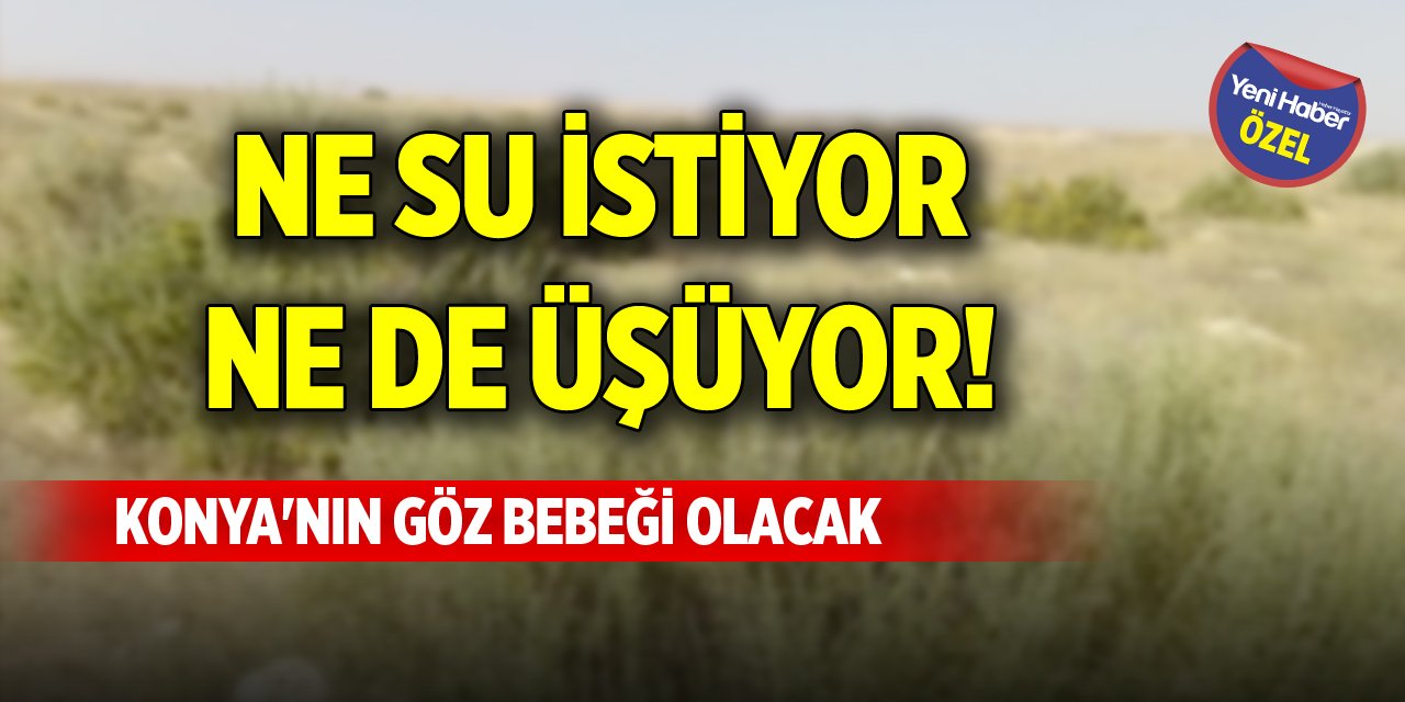 Ne su istiyor ne de üşüyor! Konya'nın göz bebeği olacak