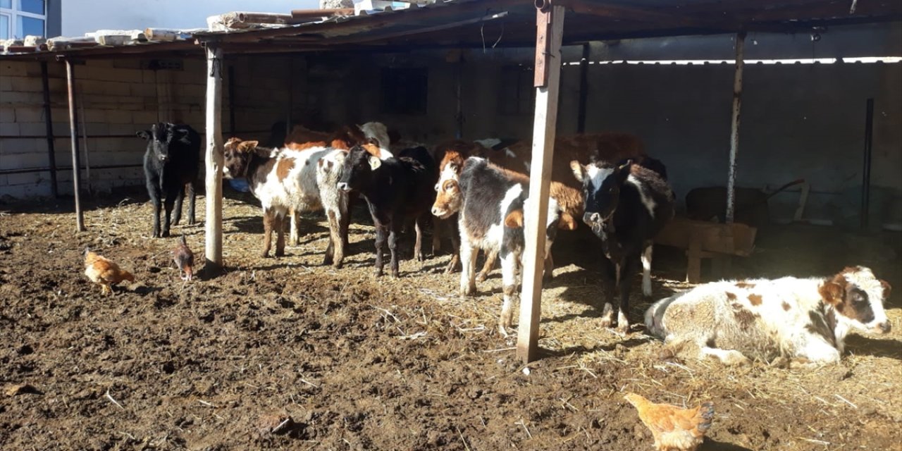 Konya'da kaybolan inekler dronla bulundu