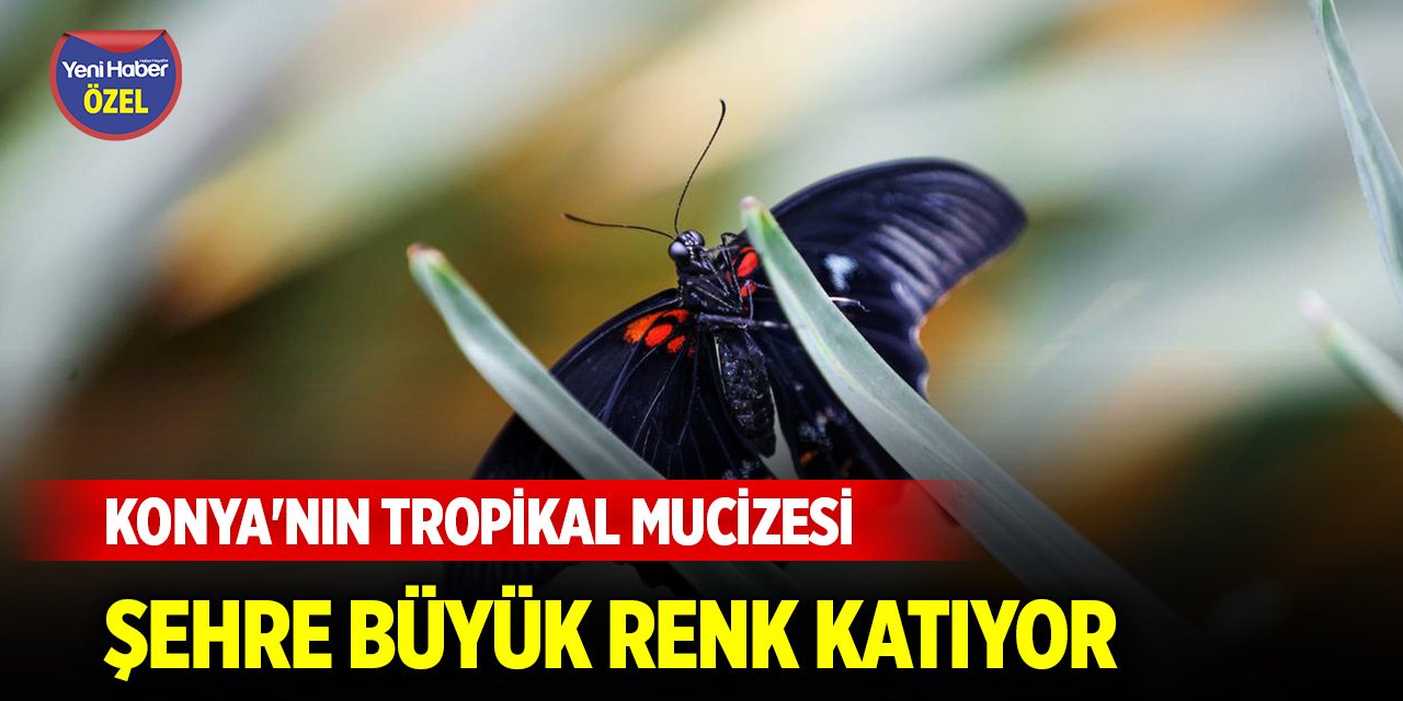 Konya'nın tropikal mucizesi şehre büyük renk katıyor