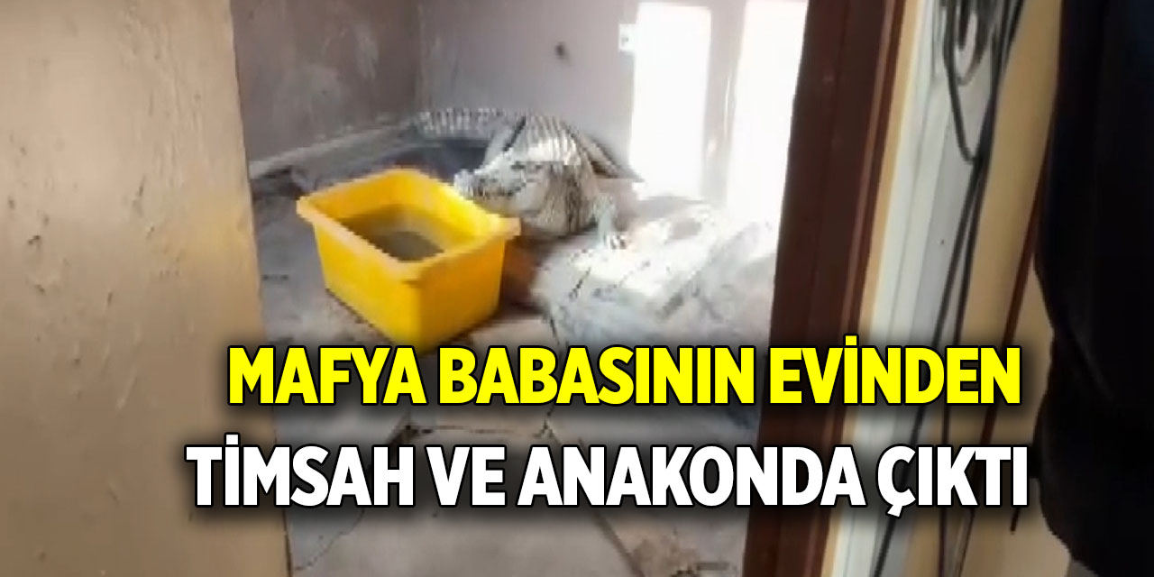 Mafya babasının evinden  Timsah ve anakonda çıktı