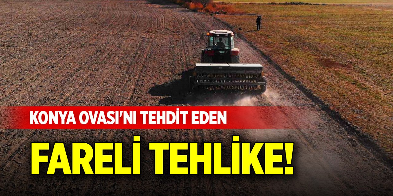 Konya Ovası'nı tehdit eden fareli tehlike!