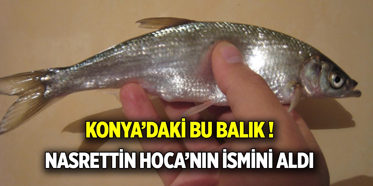 Konya’daki bu balık  Nasrettin Hoca’nın ismini aldı
