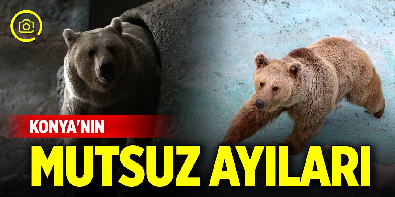 Konya'nın ayıları mutsuz! Sebebi belli oldu