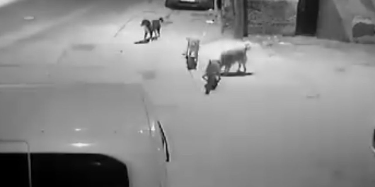 Bursa'da köpek vahşeti! Kediyi parçaladılar