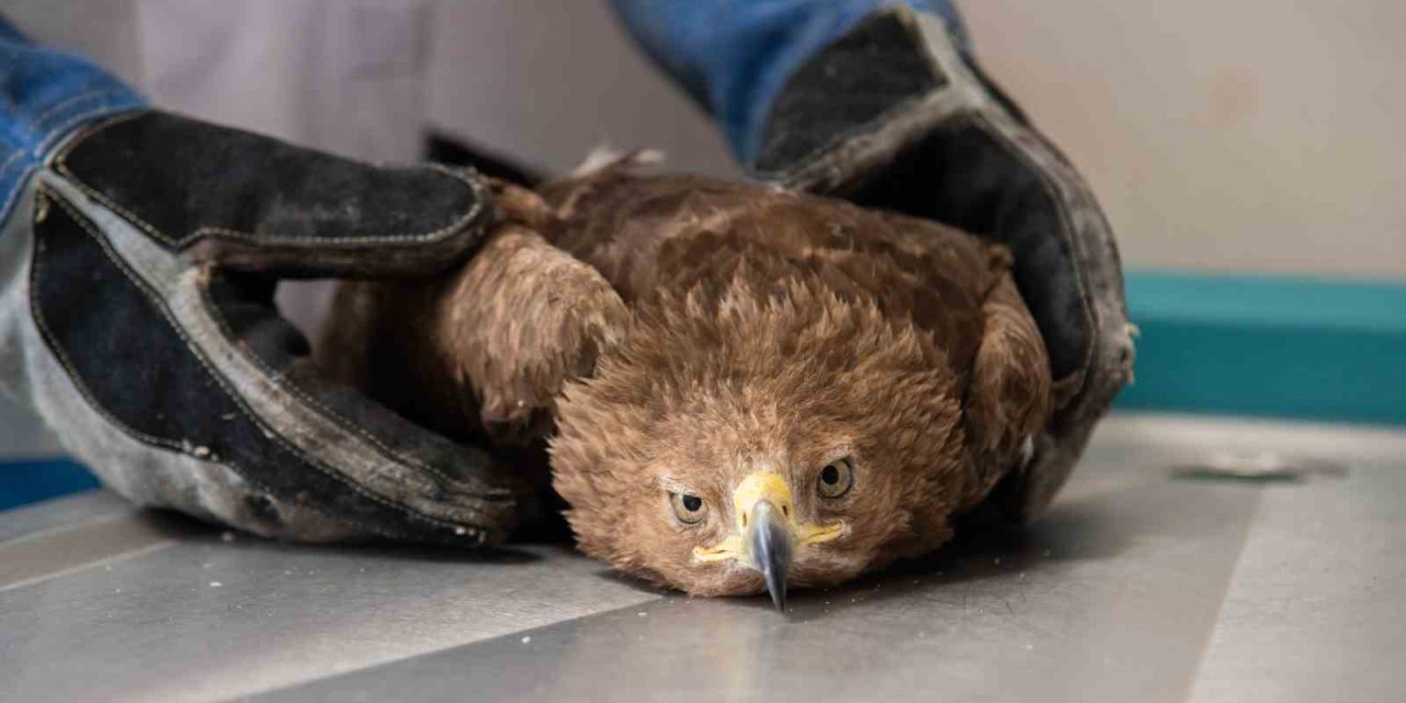 Orta Asya'da kurt avında kullanılan kaya kartalı Konya'da tedavi ediliyor