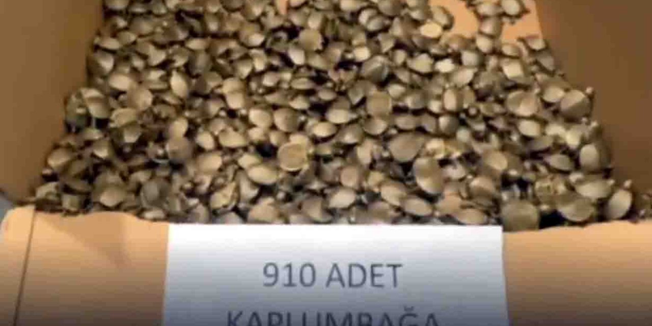 Sarp Gümrük Kapısı'nda 910 su kaplumbağası ele geçirildi