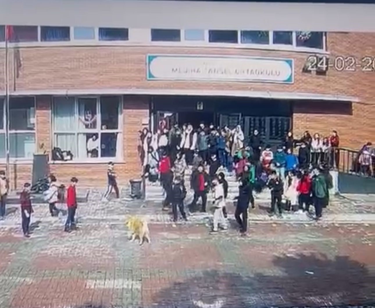 İstanbul'da okul bahçesinde köpek dehşeti: 5 öğrenciyi ısırdı