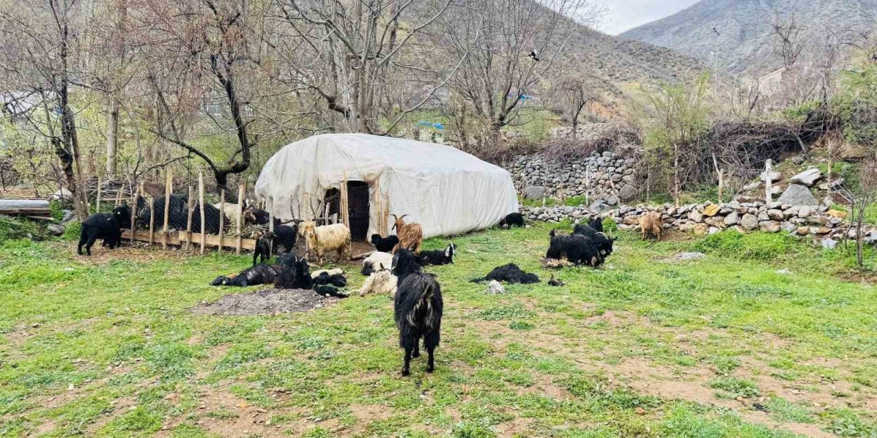 Sokak köpekleri ağıla girdi, 18 keçi telef oldu