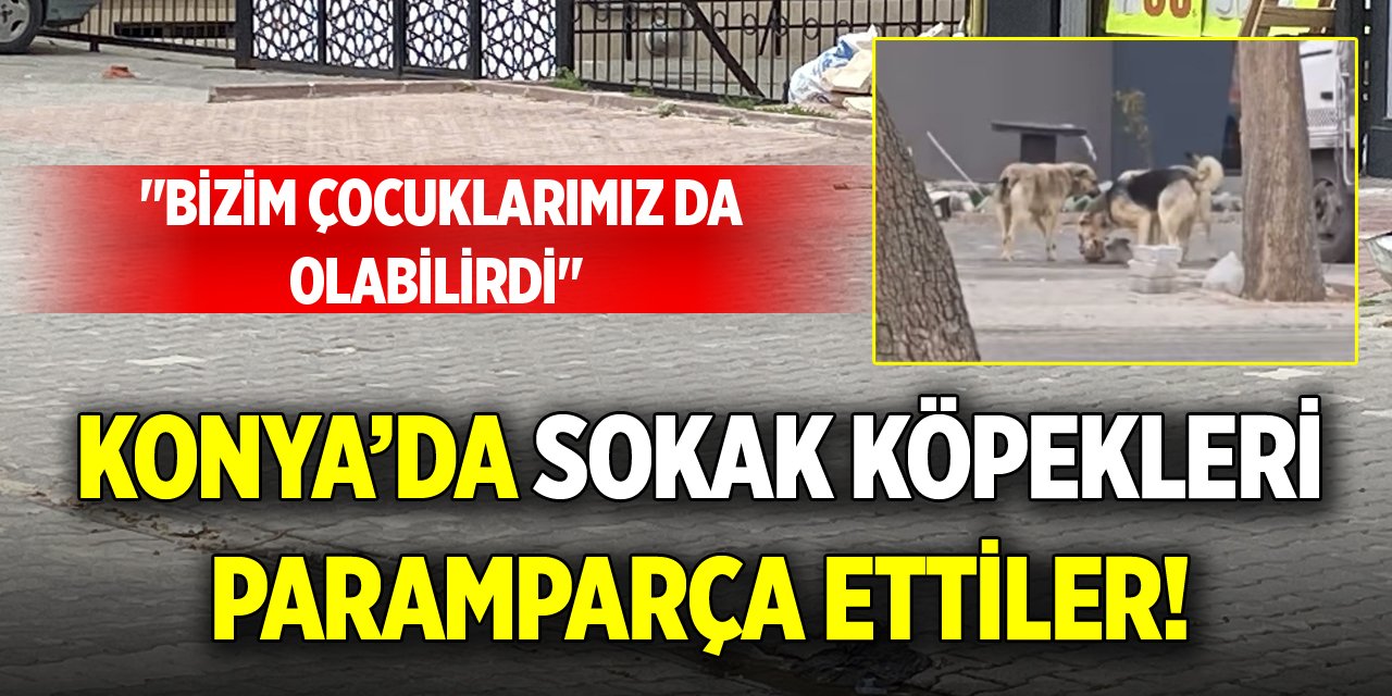Konya’da sokak köpekleri paramparça ettiler! "Bizim çocuklarımız da olabilirdi"