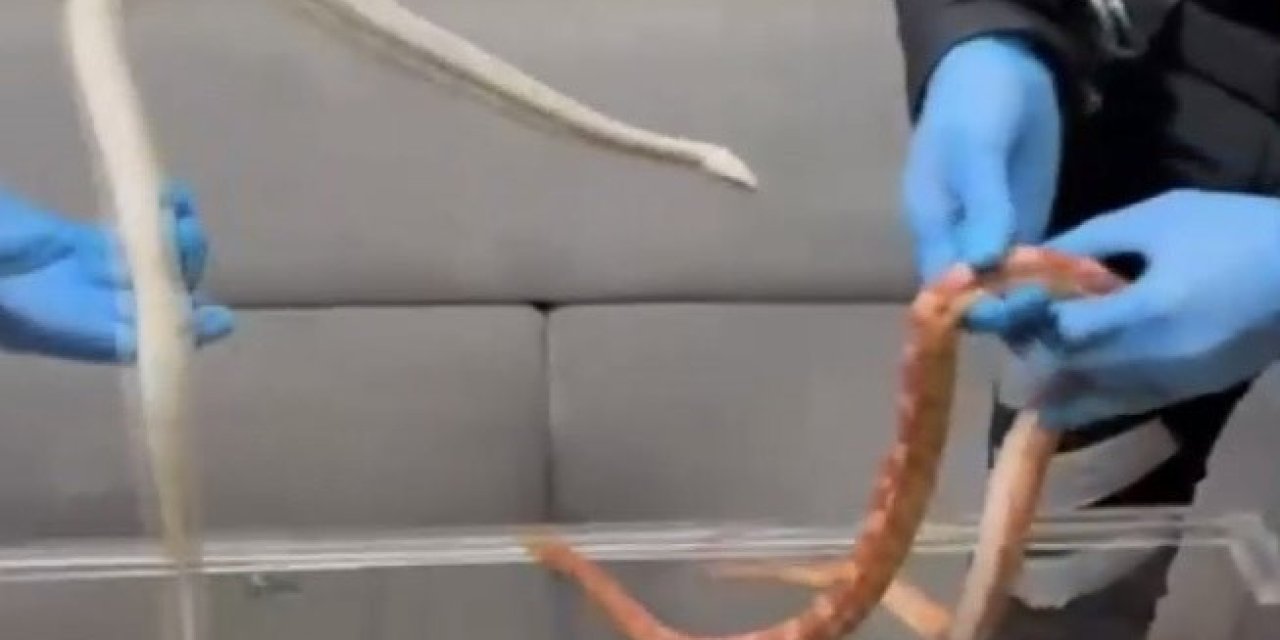 Araçtan zehirli yılanlar çıktı