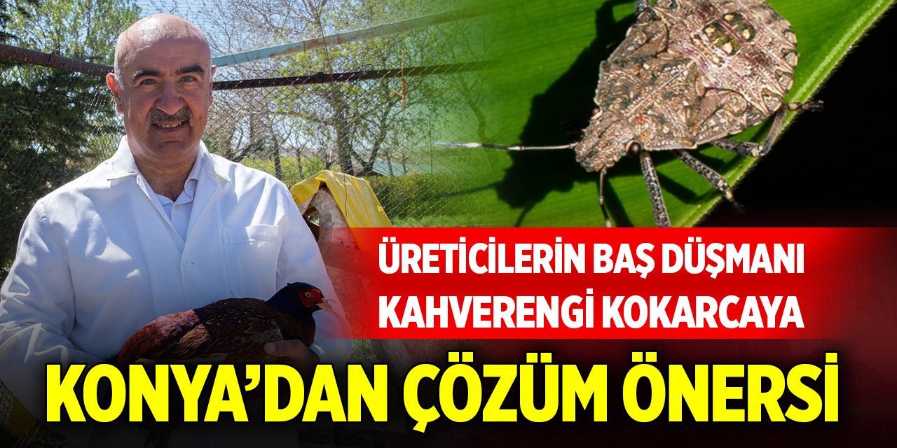 Üreticilerin baş düşmanı kahverengi kokarcaya Konya'dan çözüm!