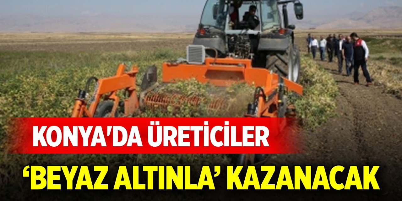 Konya'da üreticiler ‘beyaz altınla’ kazanacak